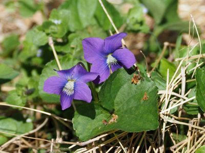 Violets in the wild