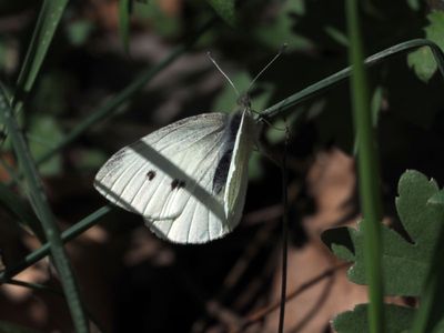 Cabbage white butterfly in early Spring