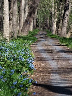 Virginia Bluebells line the trail