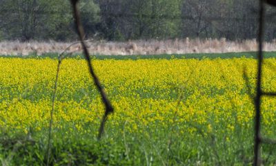 Field of yellow in the distance