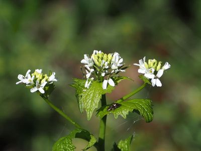 Garlic Mustard