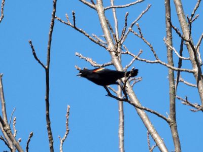 Red winged blackbird takes off