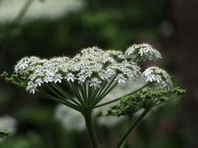 American Cow Parsnip, I think