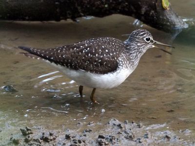 May 10th - The sandpiper