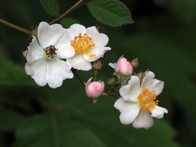 Rosa Multiflora season!