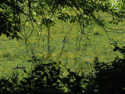 Field of flowers beyond the trees