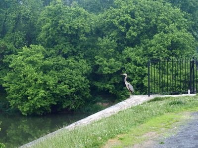 The heron on the side of the aqueduct