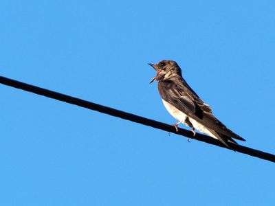 August 13th - Swallow in the morning at Whites Ferry