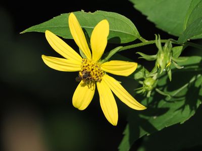 Wildflower in summer