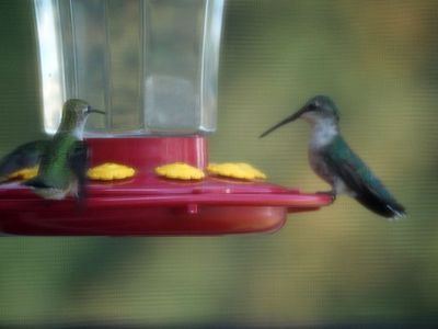 The hummingbirds