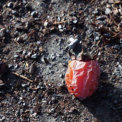A fallen fruit on the trail