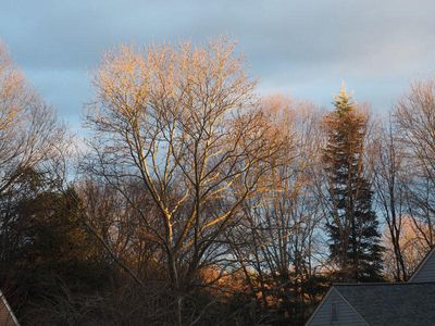 Evening light on the the trees