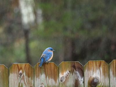 Bluebird on a fence in the rain