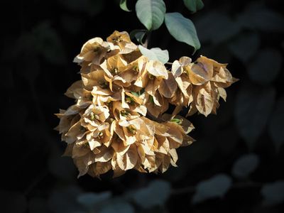 Dried Bougainvilla flowers