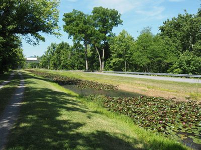Lotus plants in the canal bed