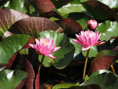 Lotus flowers