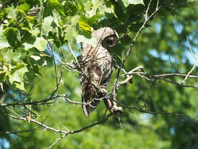 The barred owl