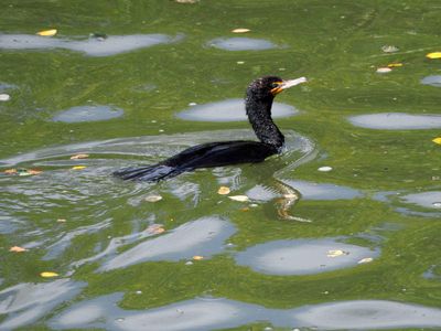 The cormorant on Seneca Creek