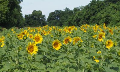 At the field of sunflowers at Sycamore Landing
