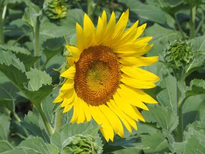The sunflower at Sycamore landing