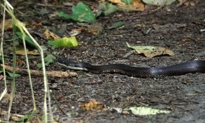 The black rat snake