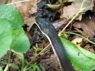 The black rat snake