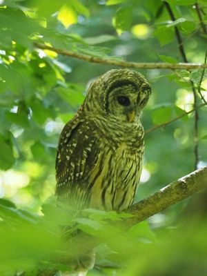 The barred owl