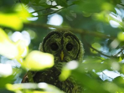 I see you!