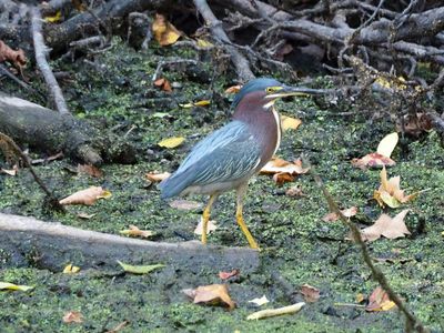 The green heron
