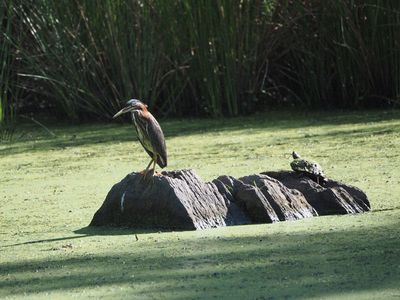 Sharing a rock