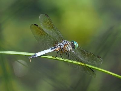 Dragonfly season