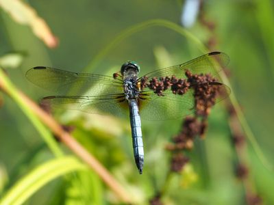 Dragonfly season