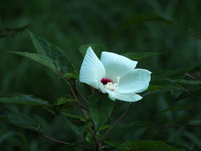 Mallow?