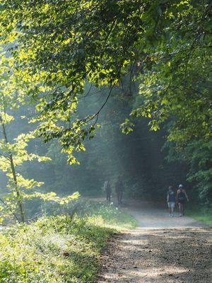 Early morning light on the trail