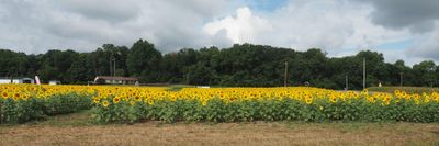 The field of sunflowers on route 28