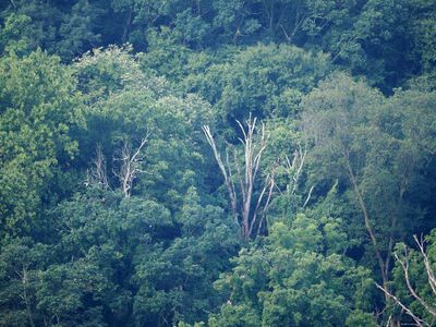 Tree tops across the river in summer