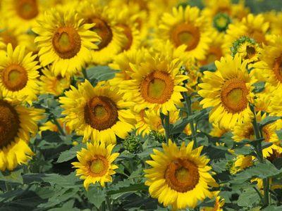 Sunflowers