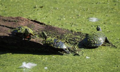Three turtles