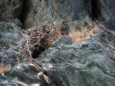 Peregrine Falcon nest at Point of Rocks