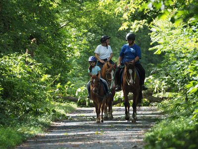 Horses on the trail