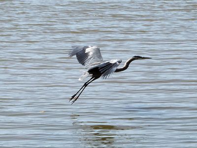 The great blue heron
