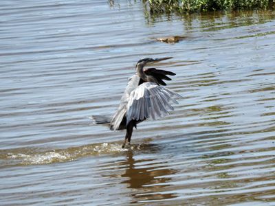 The great blue heron