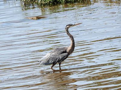 The great blue heron
