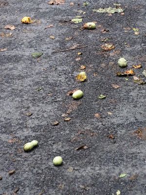 The season for Pawpaw fruits!
