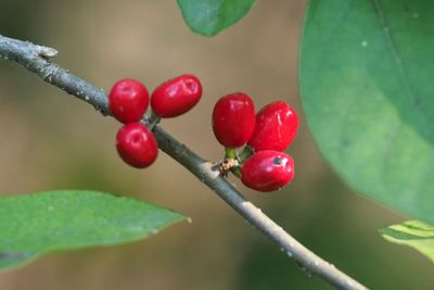 Sept 15th - Berries in the Fall
