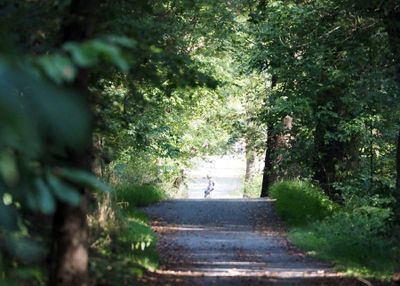Opening in the canopy of trees at Edwards Ferry