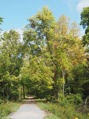 Signs of Autumn around the corner