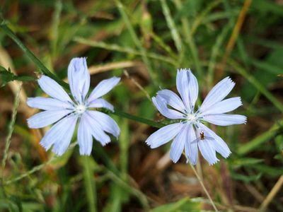 Chicory