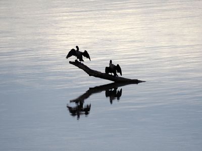 Early morning along the river