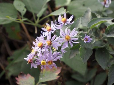 The only flowers to be seen this morning